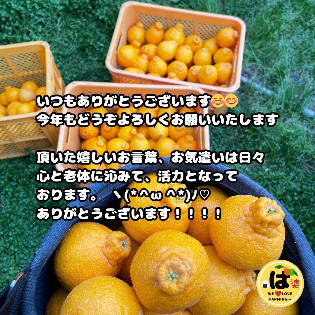 ※確認用　大玉MIX箱込み9.5kg以上【露地栽培　不知火　デコポン　肥の豊】
