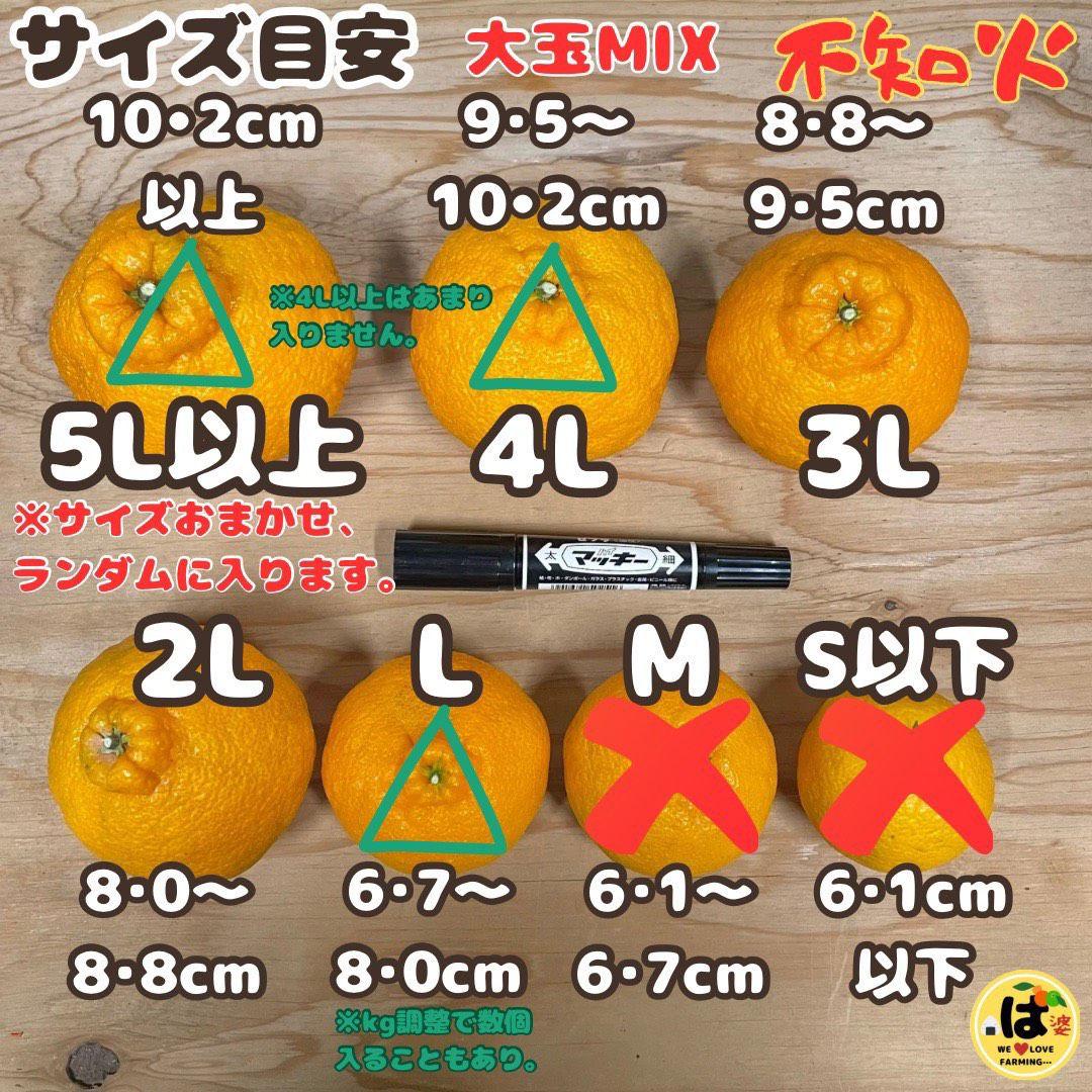 ※確認用　大玉MIX箱込み9.5kg以上【露地栽培　不知火　デコポン　肥の豊】
