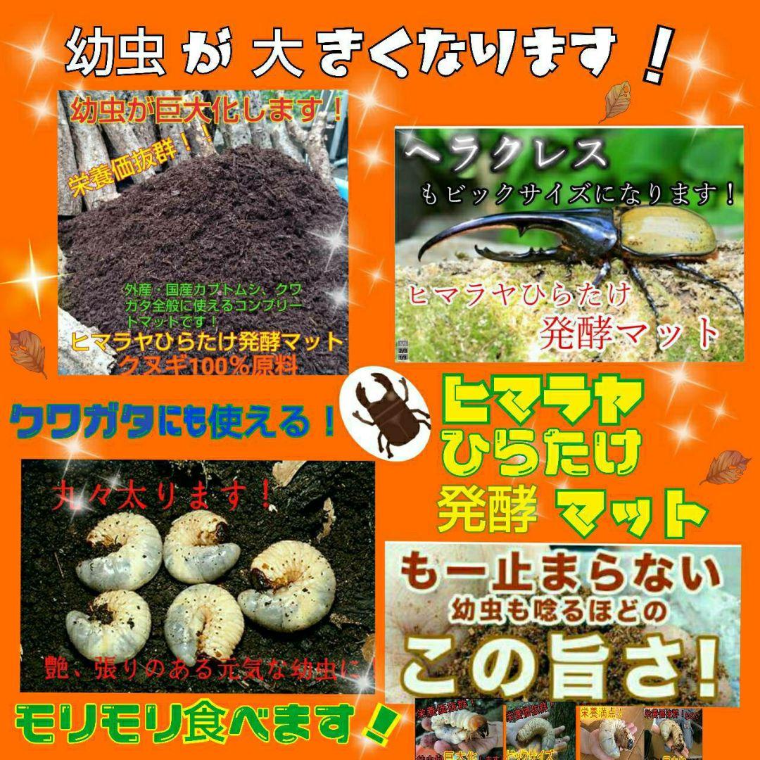 送料無料！カブトムシ幼虫の餌！栄養価抜群なので大きくなります！クワガタにも使える