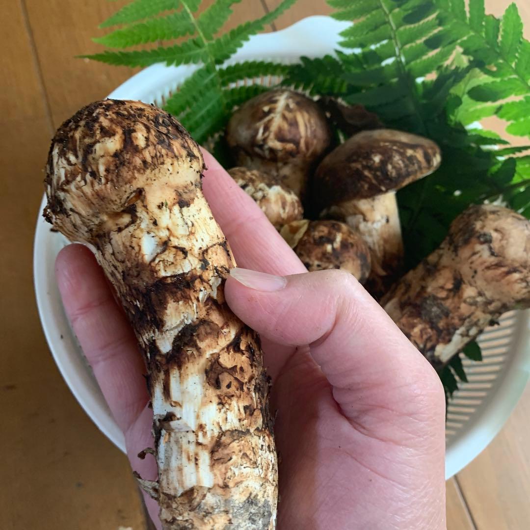 岩手県産　天然松茸　大量　423g 最後なので送料込み！