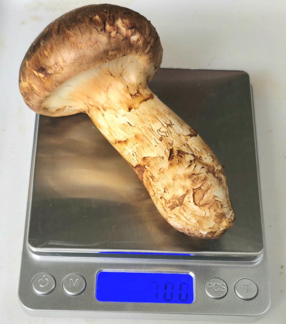 松茸 岩手県産 388g+おまけ(245g) 10月19日獲れ