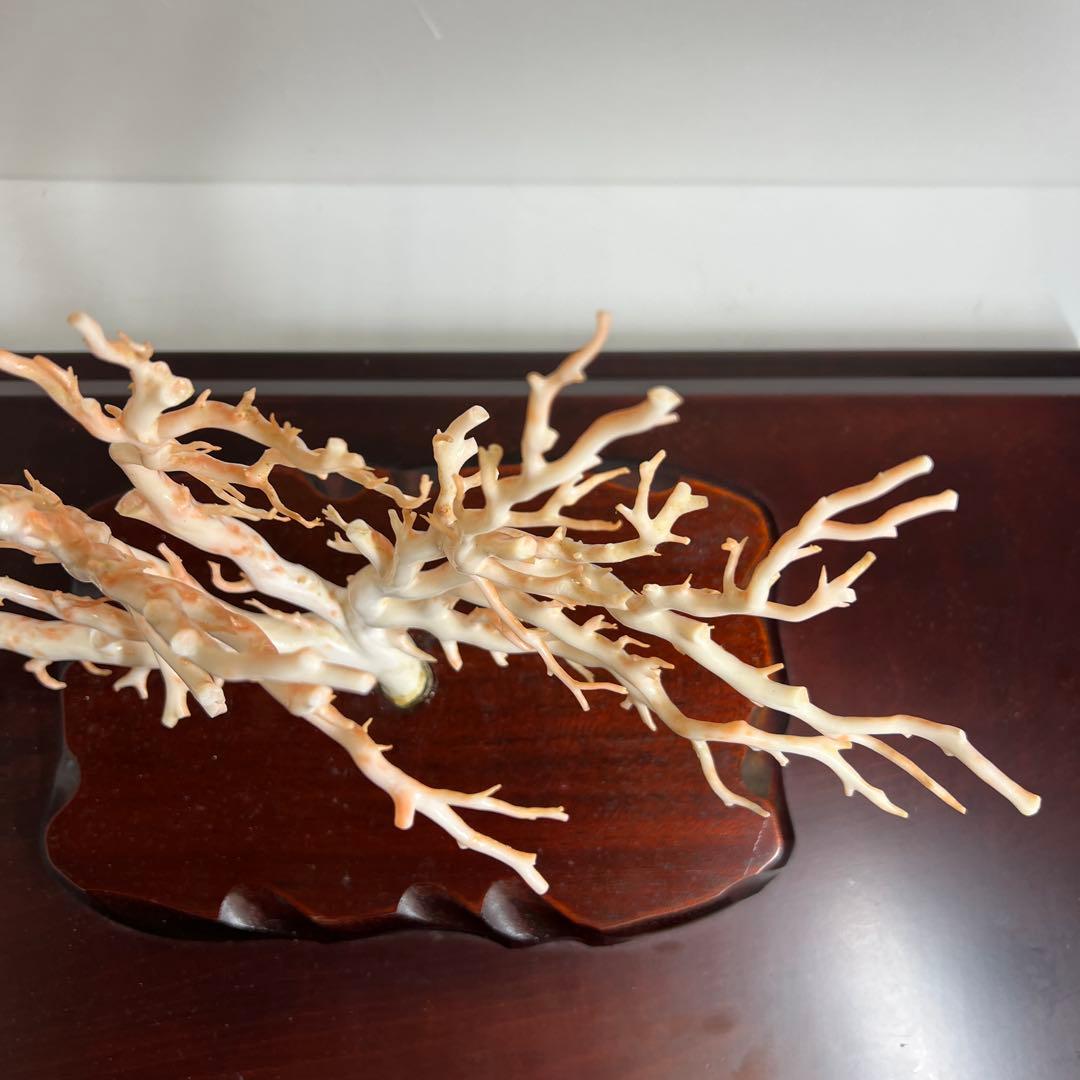 本桃色特大珊瑚　ケース付　東Y8-0129①トコニ