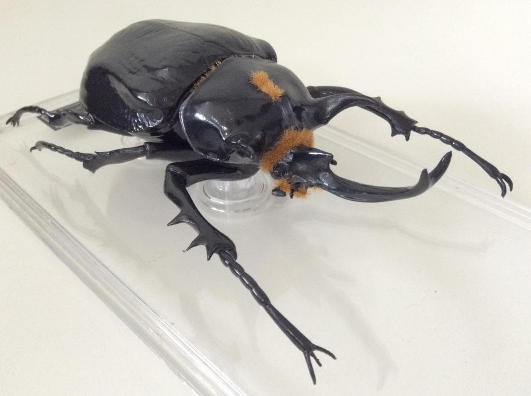 マルスゾウカブト カブトムシ 標本 全長約11.5cm 甲虫 昆虫 ビートル