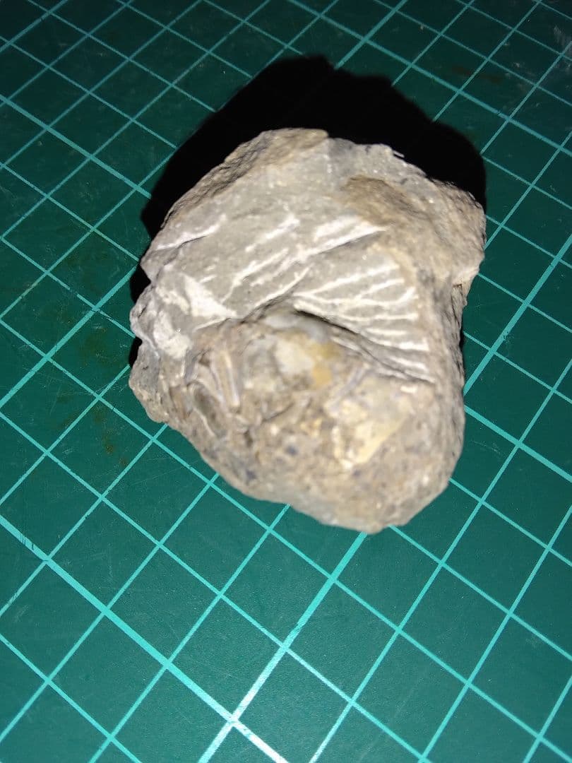 北海道三笠市産　甲殻類化石　蟹化石　海老？　化石　化石標本