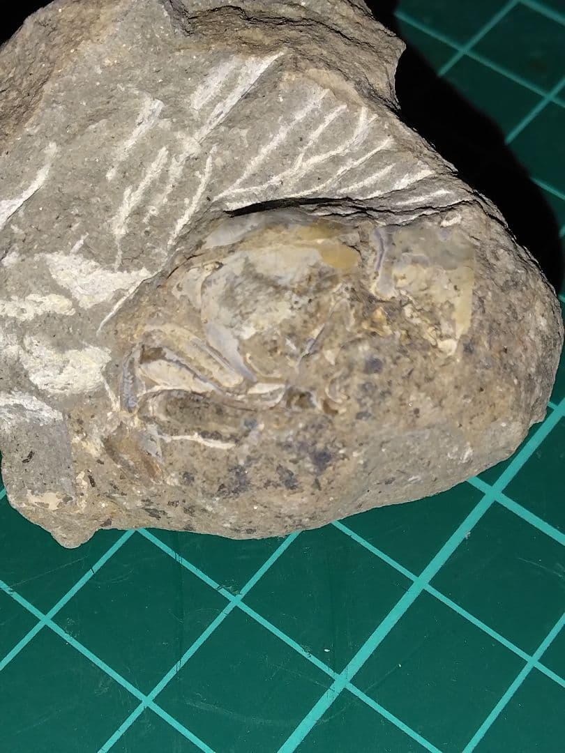 北海道三笠市産　甲殻類化石　蟹化石　海老？　化石　化石標本