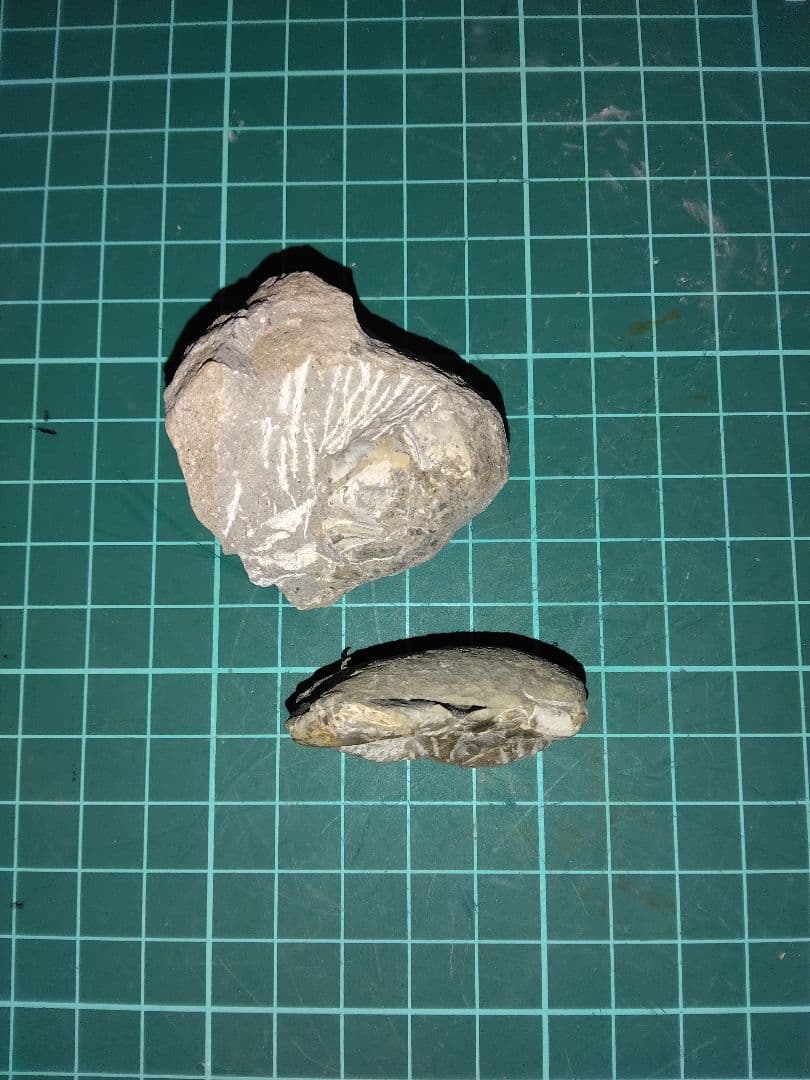 北海道三笠市産　甲殻類化石　蟹化石　海老？　化石　化石標本