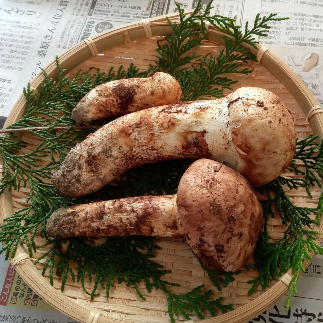 長野県産　松茸　240g