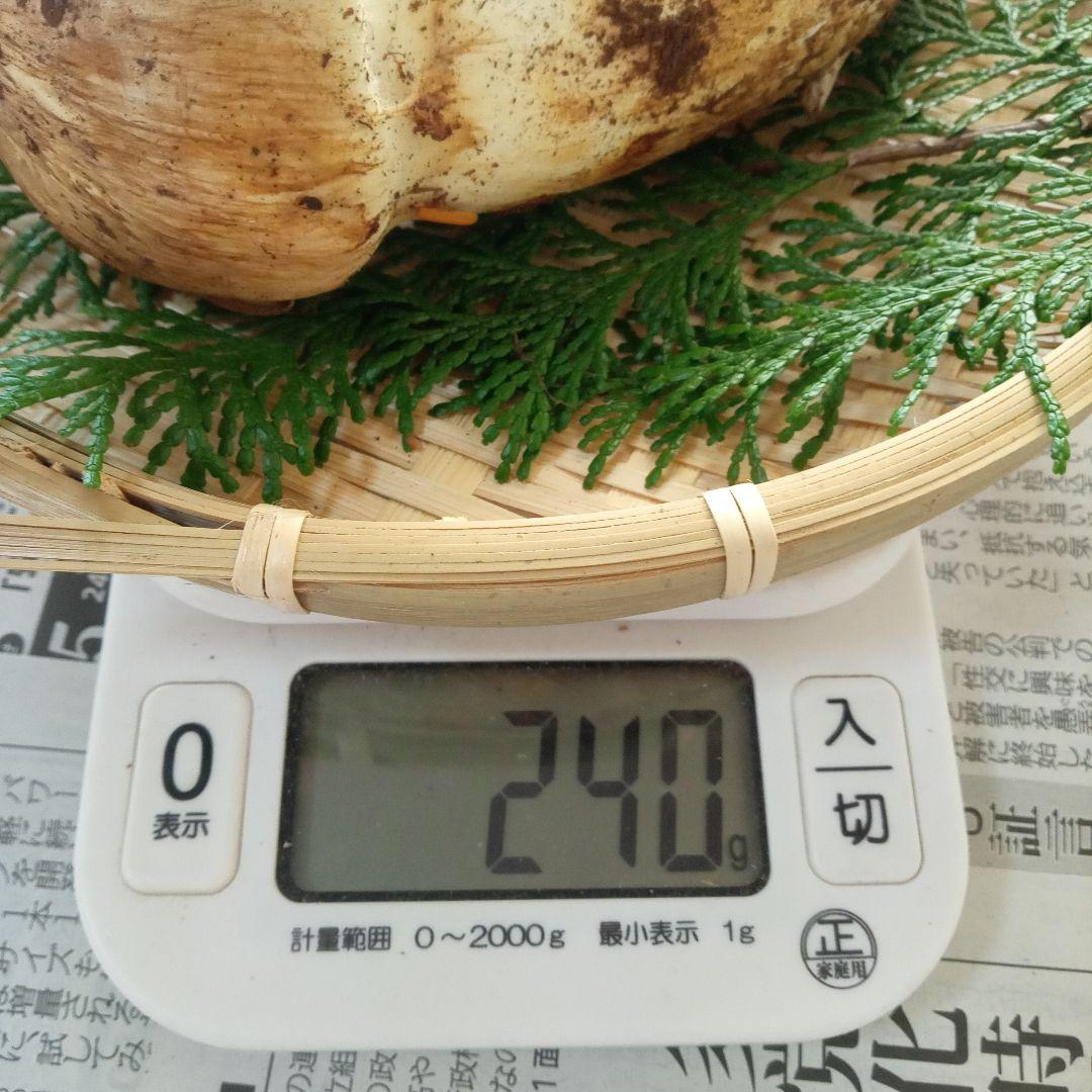 長野県産　松茸　240g