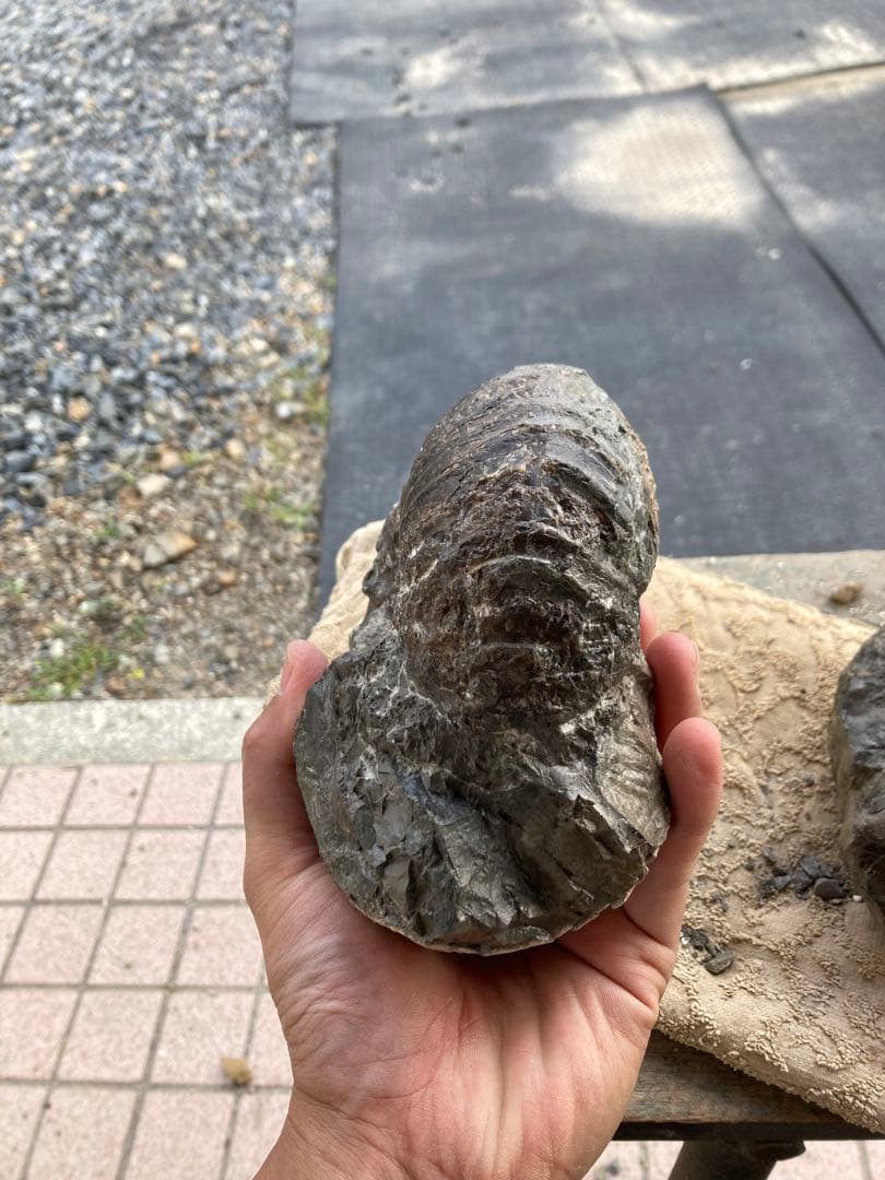 アンモナイト　2つセット　化石