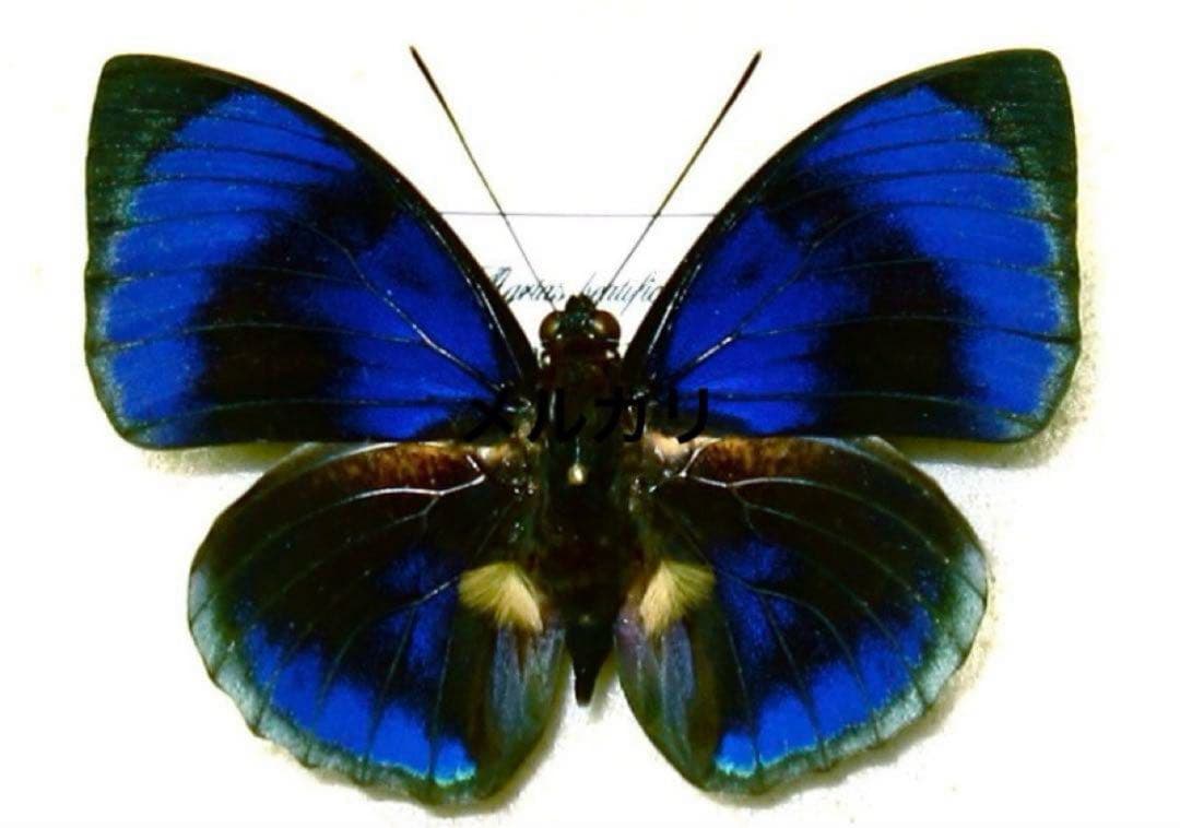 特選‼️アグリアス・ベアティフィカ・ストゥアルティ 良型 蝶標本