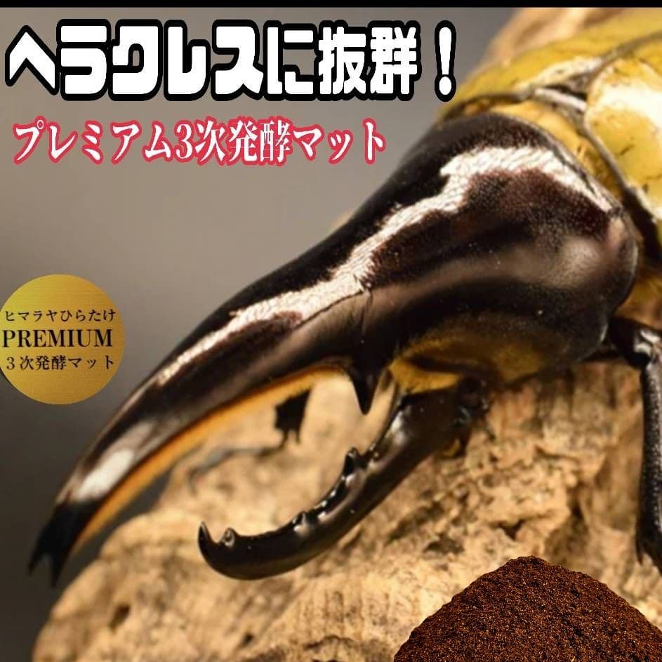 プレミアム3次発酵カブトムシマット　100リットル　ヘラクレス181ミリ羽化実績