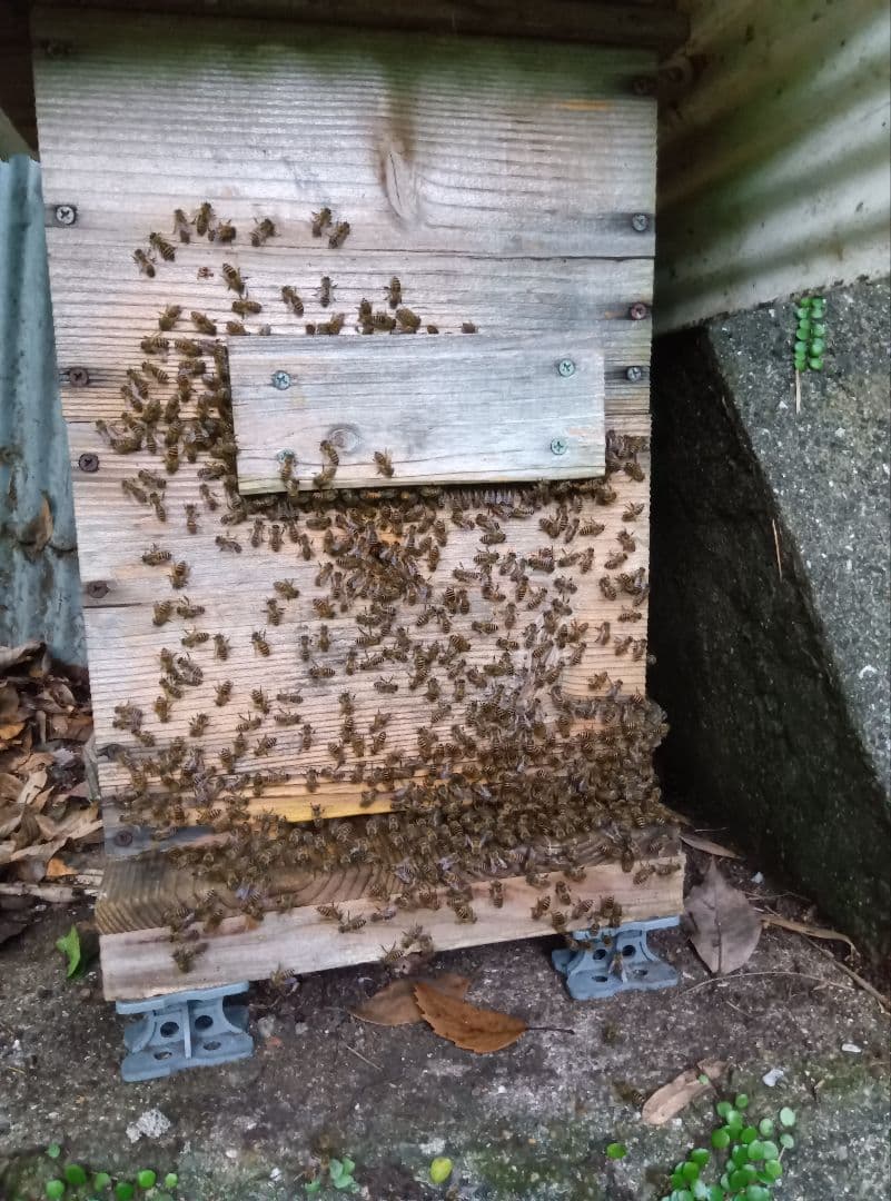南国土佐の百花蜜　ニホンミツバチ蜂蜜　無添加　無加工　たれ