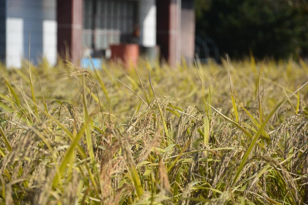 イセヒカリ10kg玄米　たけ爺ブランド栽培期間中無化学肥料・栽培期間中無農薬栽培