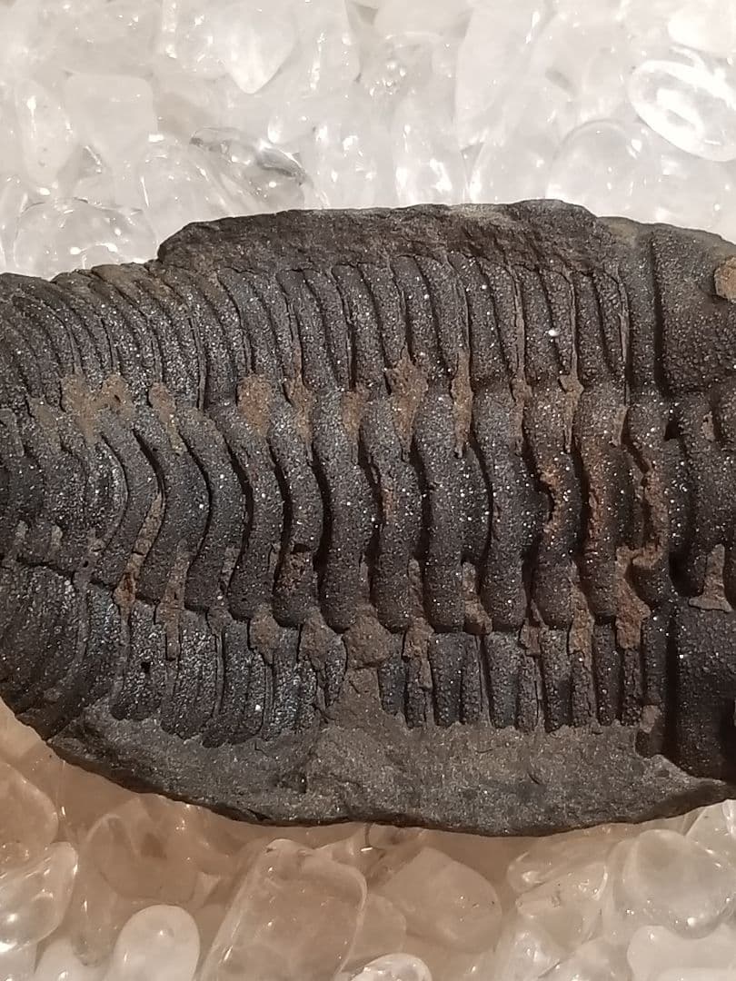 【自由研究にイチオシ！】 三葉虫 〜カンブリア紀〜 『結晶化された化石』