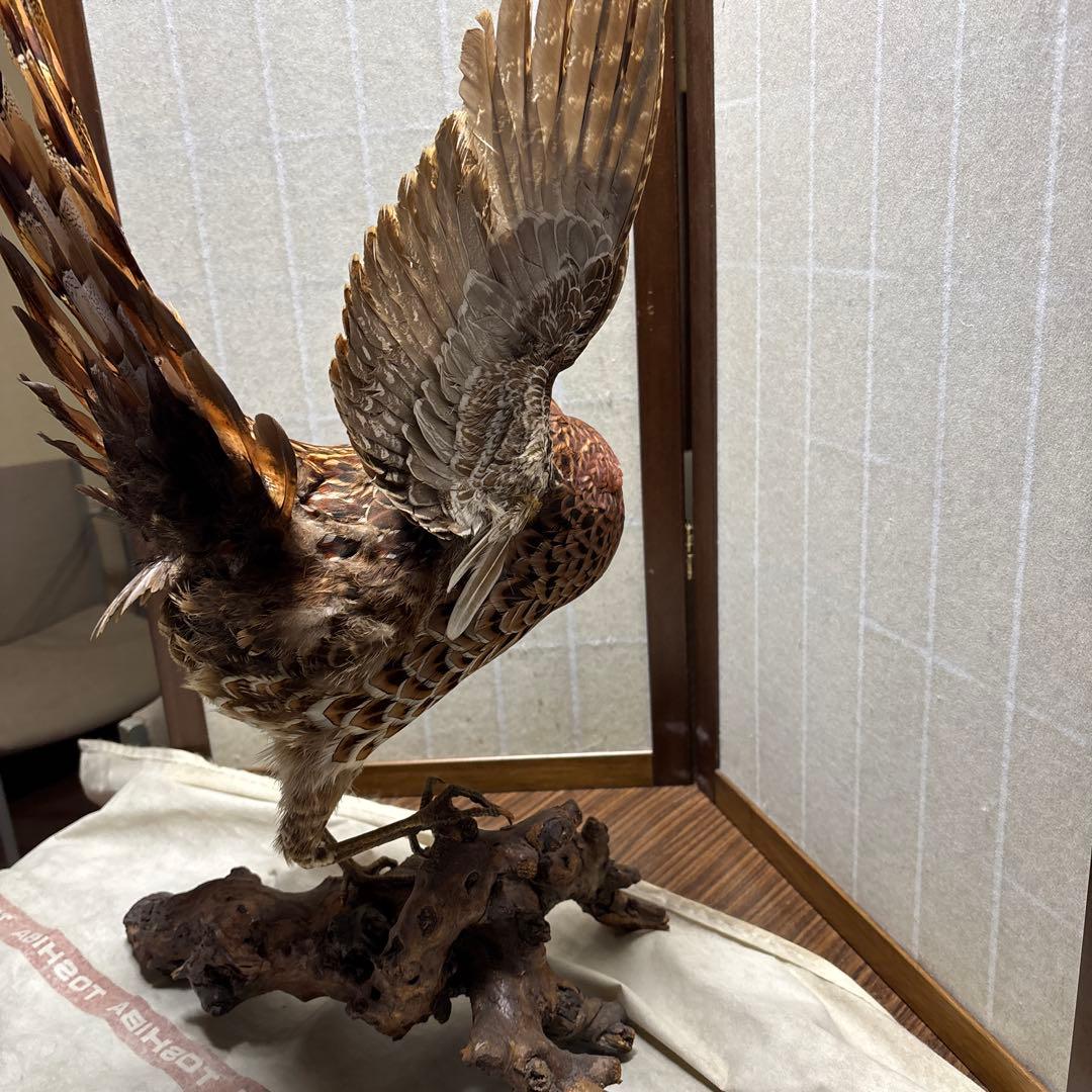 木製 鳥の彫刻 茶色と金色の羽根　雉　剥製　掘り出しもの