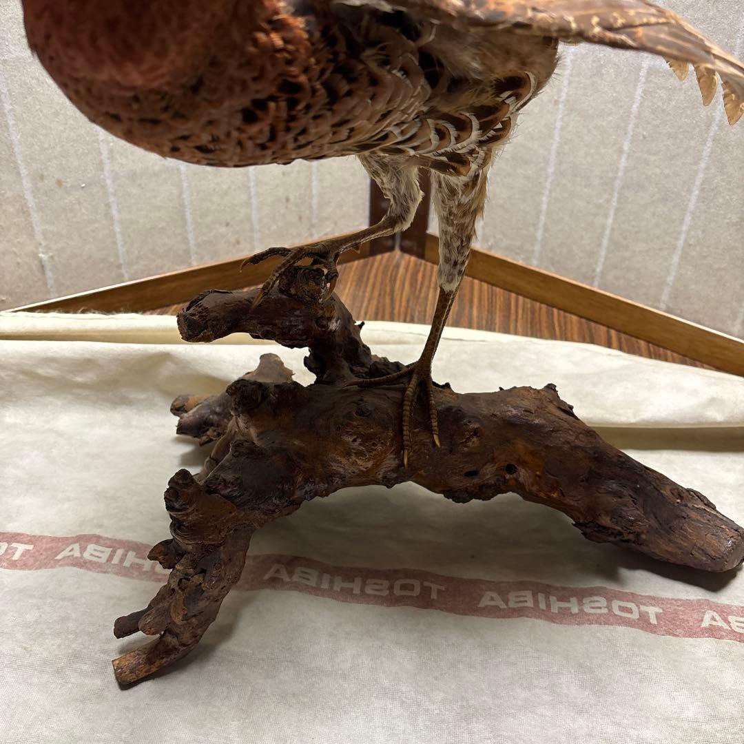 木製 鳥の彫刻 茶色と金色の羽根　雉　剥製　掘り出しもの