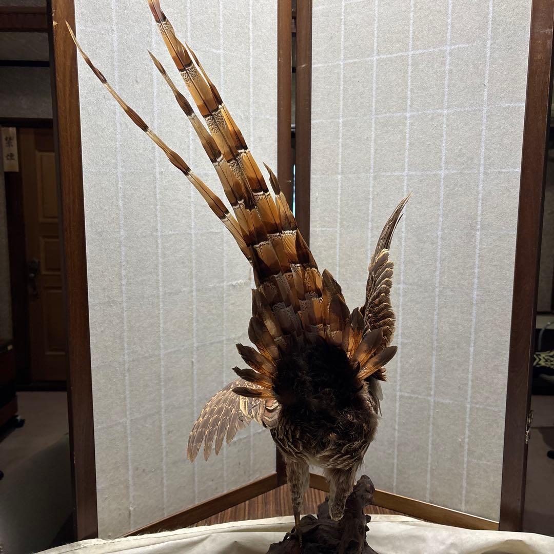 木製 鳥の彫刻 茶色と金色の羽根　雉　剥製　掘り出しもの