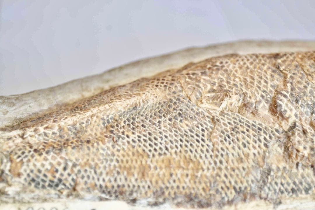 鱗ビッシリ、立体的一億数千万年前のブラジル産絶滅古代魚・ラコレピスの化石