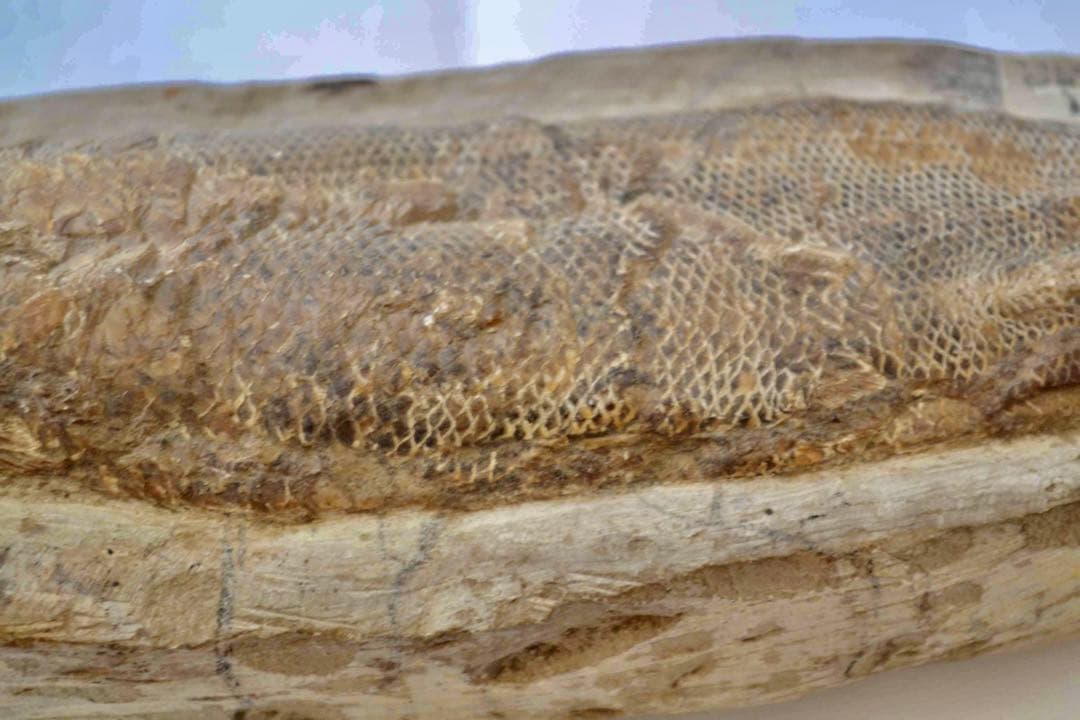 鱗ビッシリ、立体的一億数千万年前のブラジル産絶滅古代魚・ラコレピスの化石