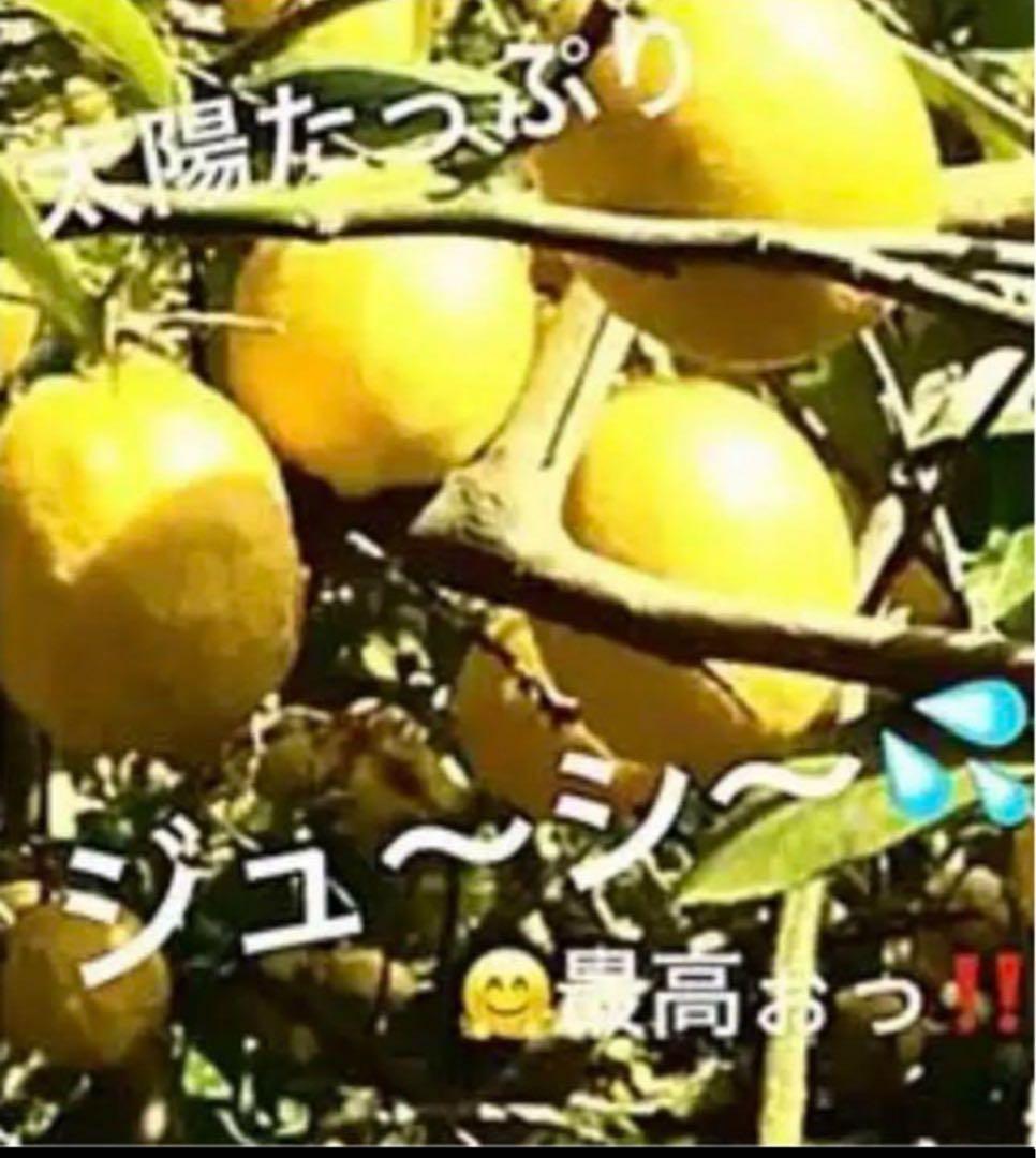 広島県産レモン10キロ箱込（農薬・化学肥料不使用）