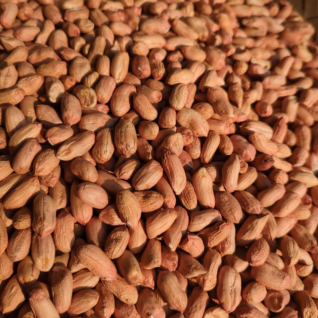 KAZU　おまとめ　千葉県産 おおまさり 手むき 乾燥生落花生