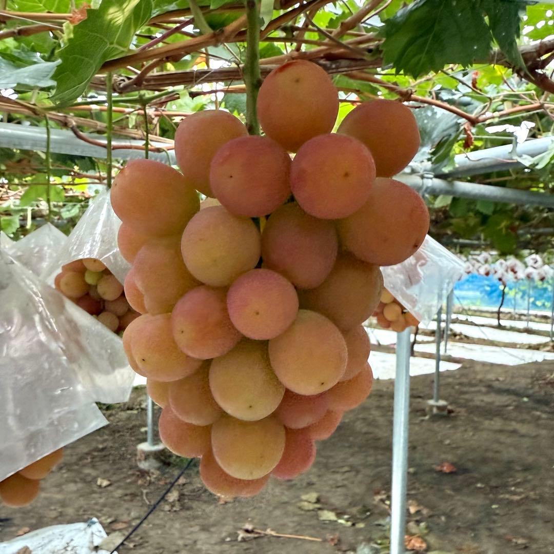 【山梨県限定品種】訳ありサンシャインレッド8房〜10房入5kg以上 【産地直送】