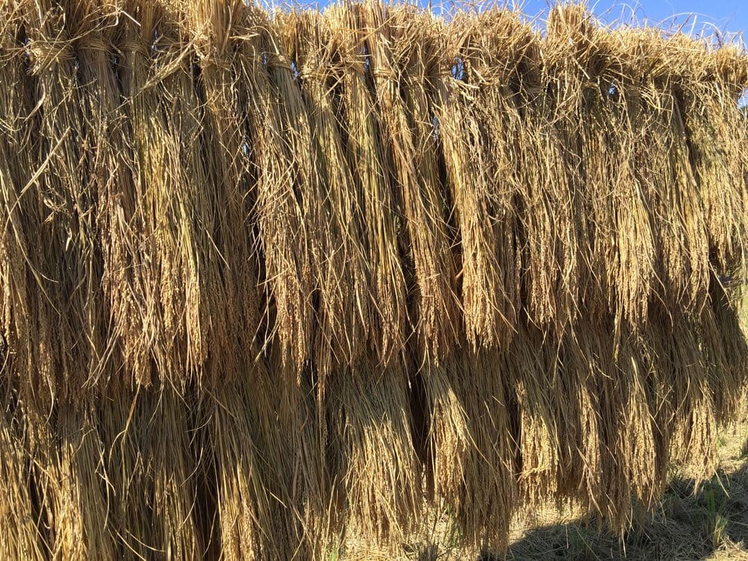 令和7年産新米＊農家力作⭐︎新潟とちおのコシヒカリ玄米風袋込25kg特別栽培米