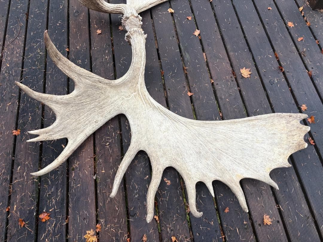 ヘラジカの角　ムース　鹿　天然　剥製　希少　moose antlers