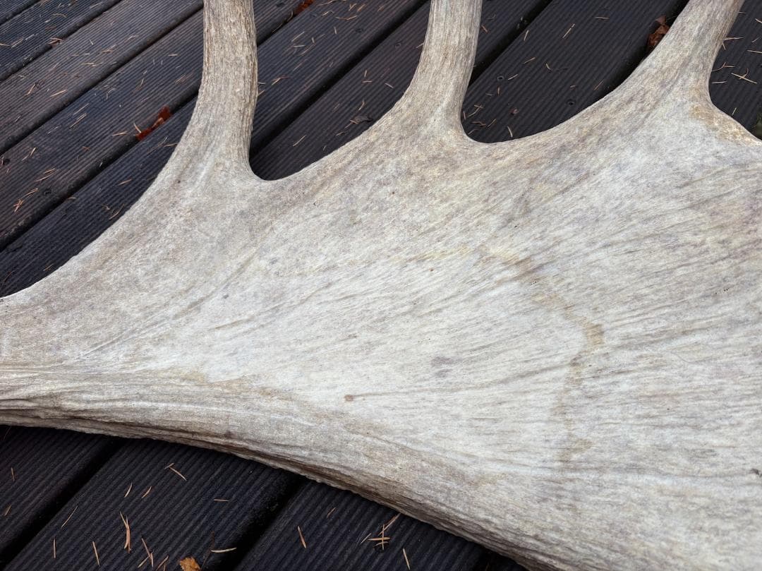 ヘラジカの角　ムース　鹿　天然　剥製　希少　moose antlers