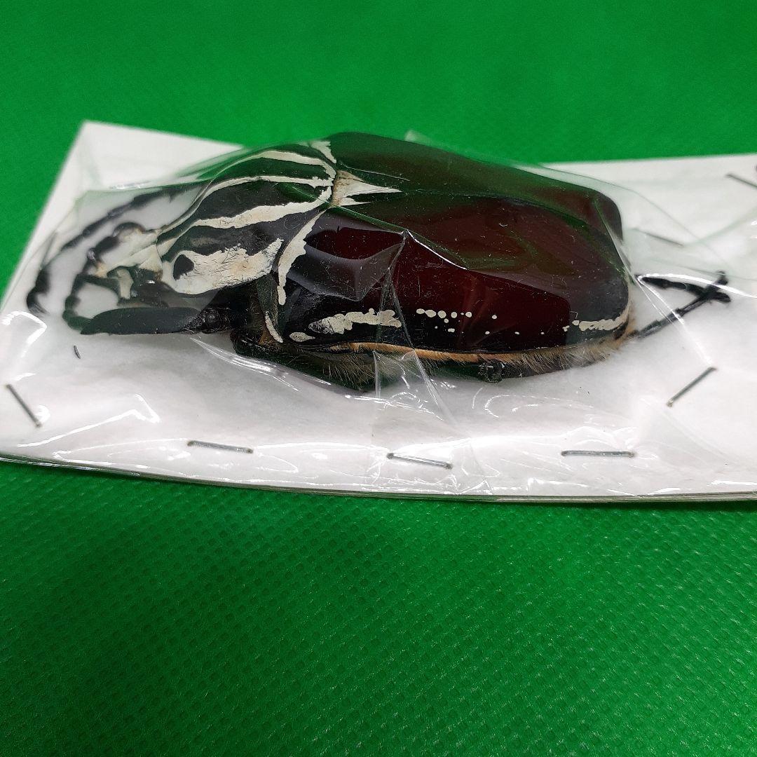 標本 Goliathus goliatus apicalis 65mm CONGO