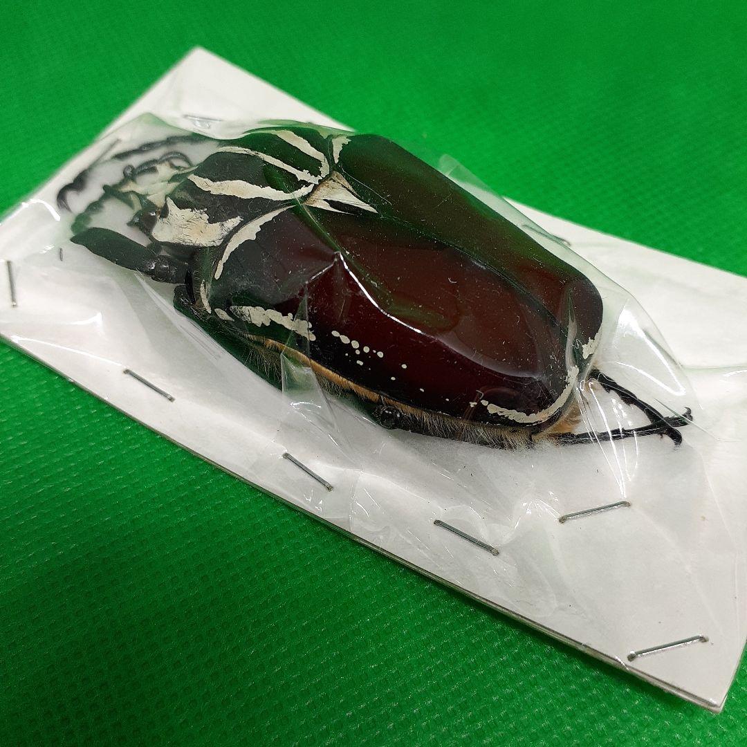 標本 Goliathus goliatus apicalis 65mm CONGO