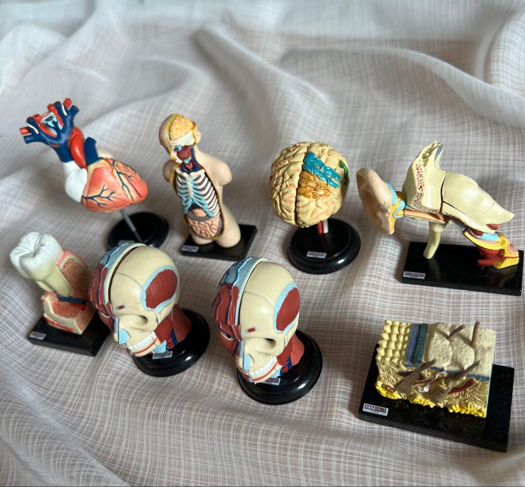 YUJIN 原色人体解剖図鑑/他1種含む14種15個セット