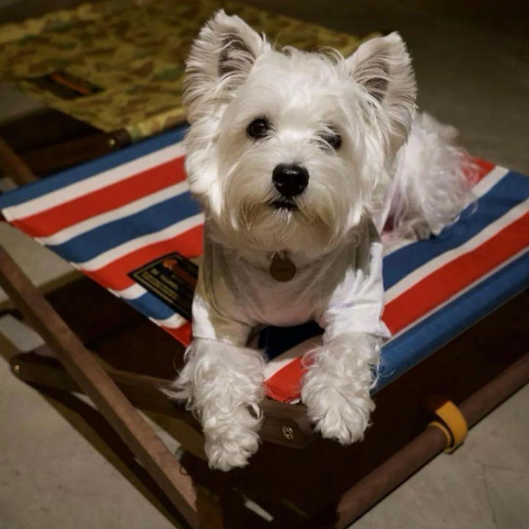 DOG COT ND.ver スツール　専用クリップ付き！　ネイタルデザイン