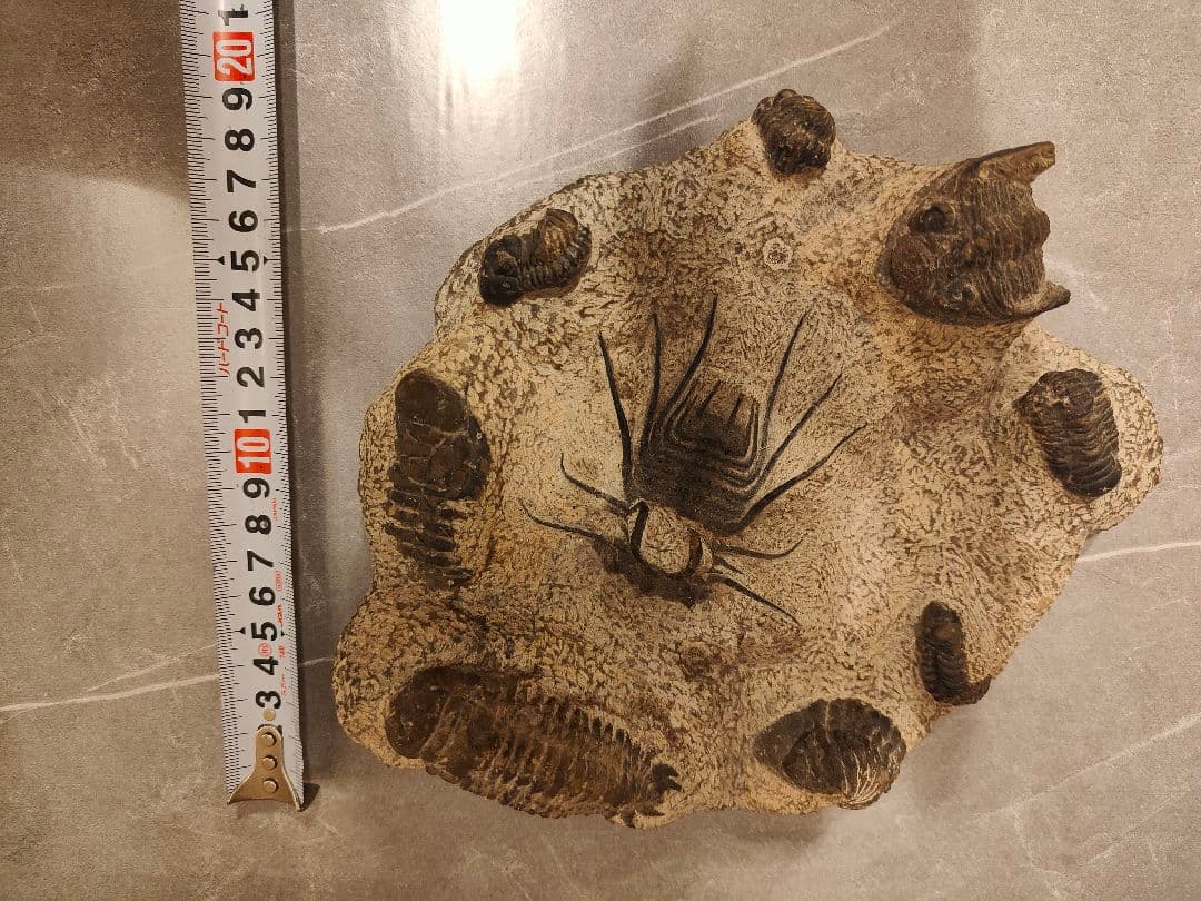 【博物館級・一点物】複数個体が集積した大型 三葉虫の化石 圧倒的存在感
