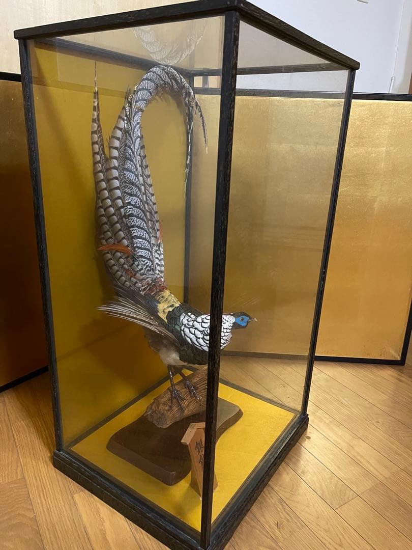 銀鶏鳥‼️美品‼️剥製‼️希少‼️高級品‼️ガラスケース付き‼️激安破壊出品‼️送料無料‼️