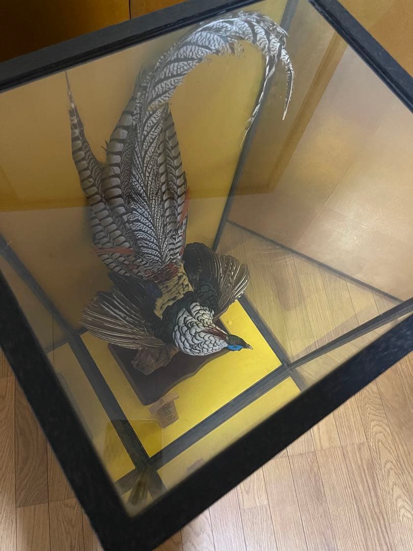 銀鶏鳥‼️美品‼️剥製‼️希少‼️高級品‼️ガラスケース付き‼️激安破壊出品‼️送料無料‼️