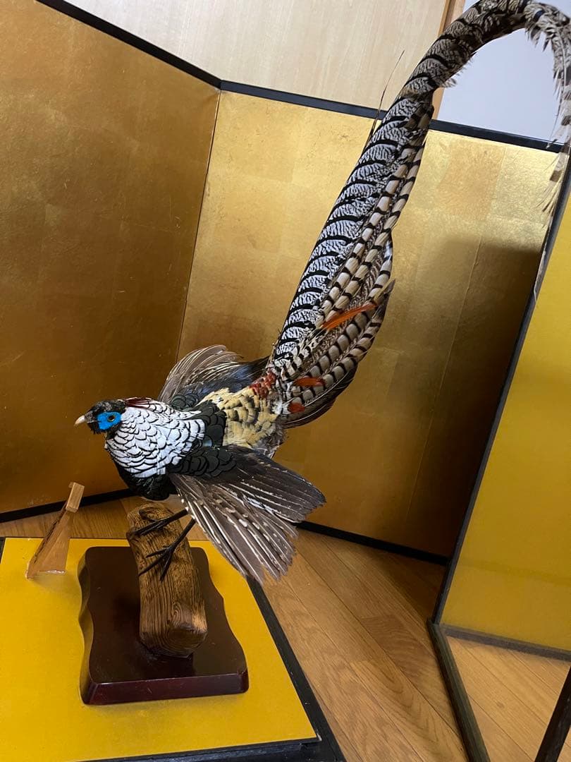 銀鶏鳥‼️美品‼️剥製‼️希少‼️高級品‼️ガラスケース付き‼️激安破壊出品‼️送料無料‼️