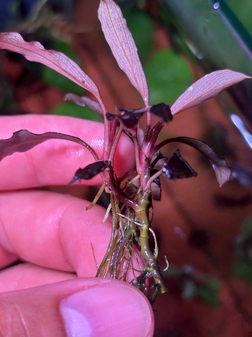 ブセファランドラspゴーストカリマンタン