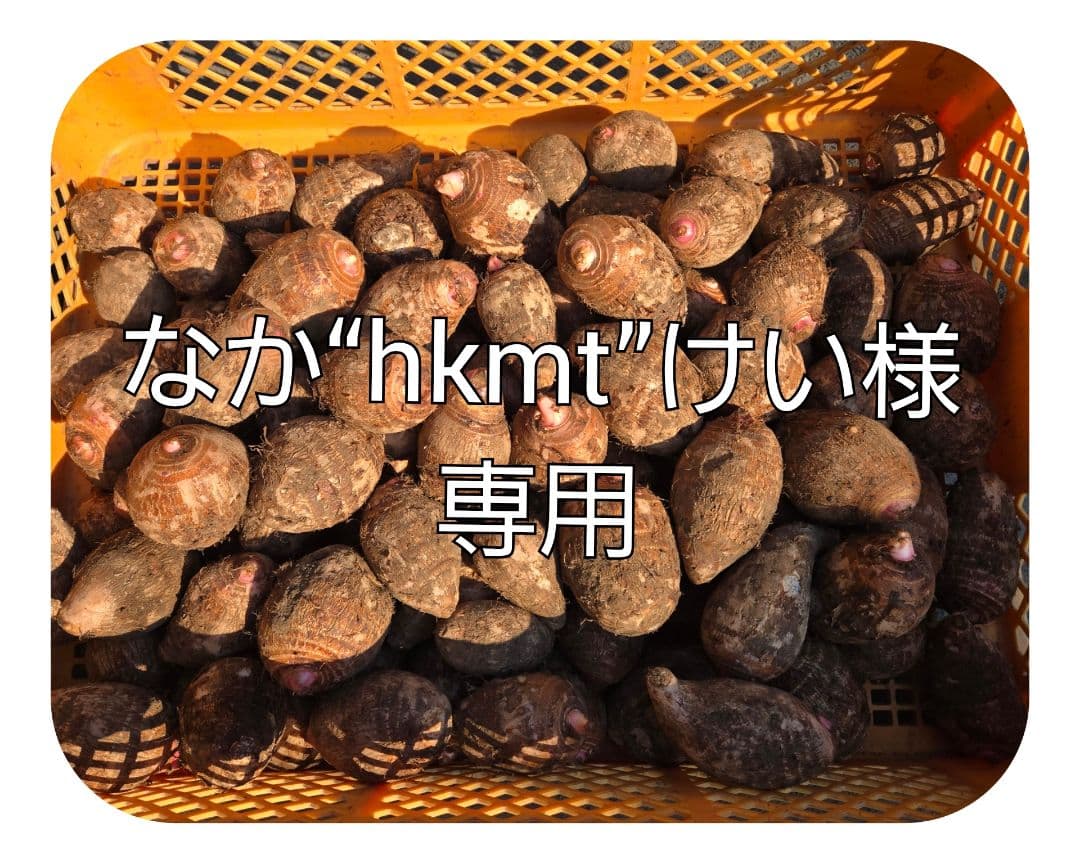 宮崎県産　里芋　赤芽芋25kg以内①