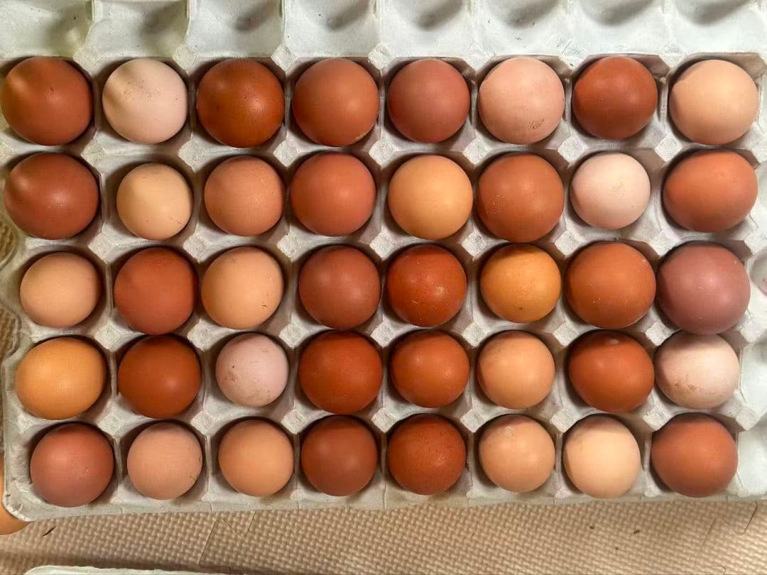 平飼い玉子 ミックス