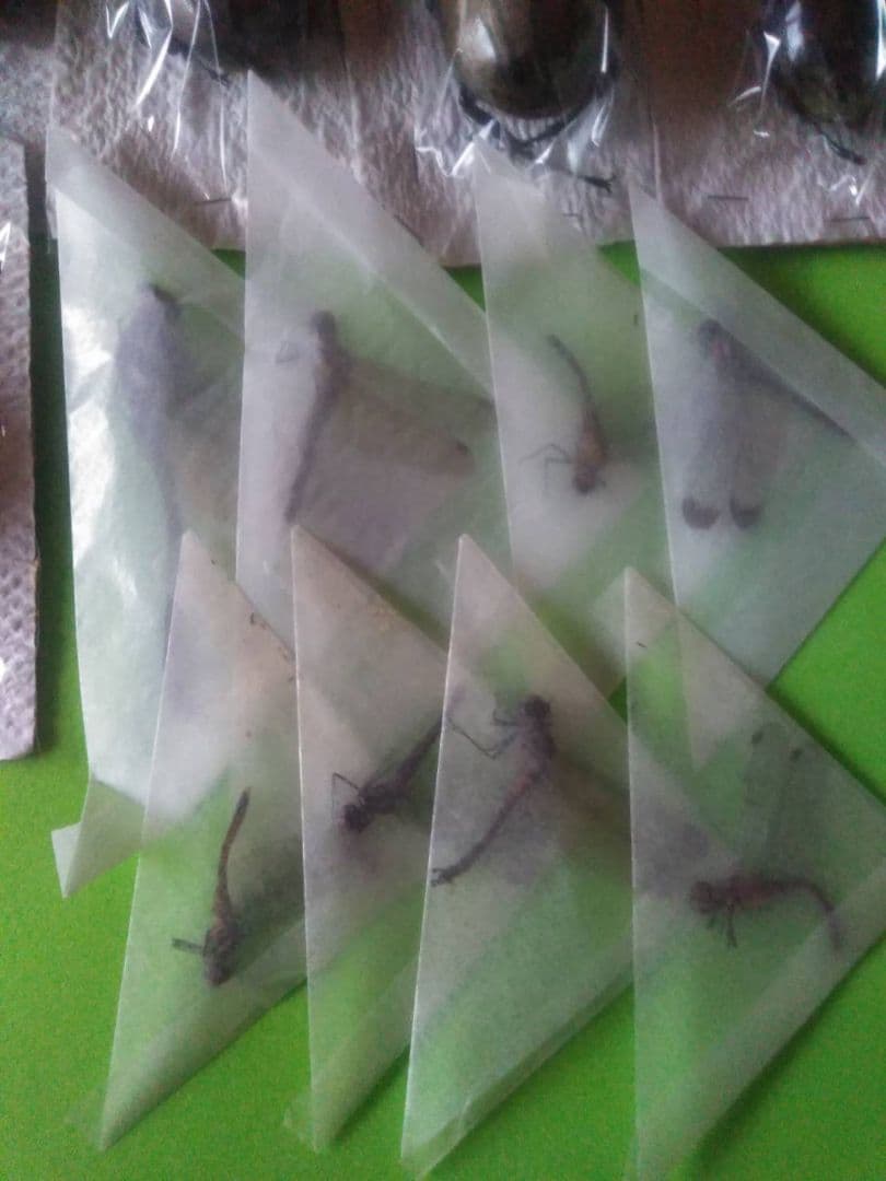 昆虫標本40匹セット　※A品B品