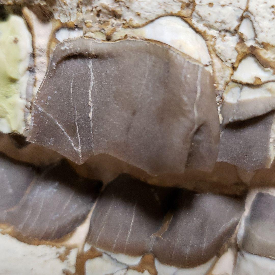 ヒラコドンの化石　部分化石