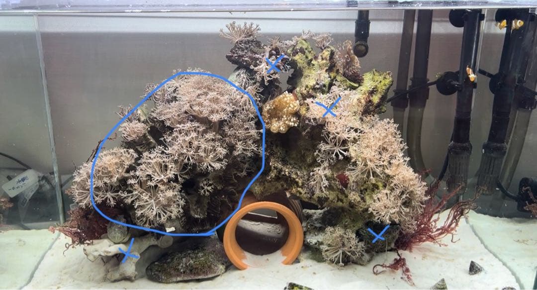 パクパクウミアザミ付きライブロック