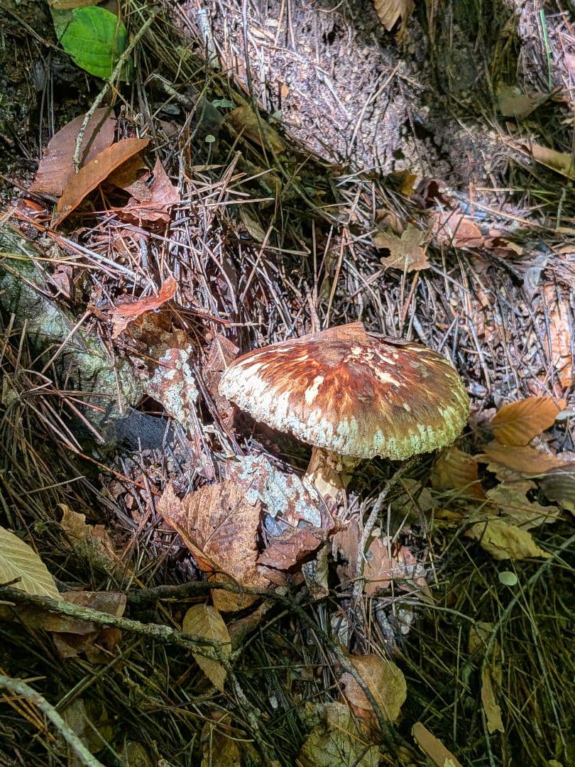 【10/17採取】 松茸 長野県産 南信州産