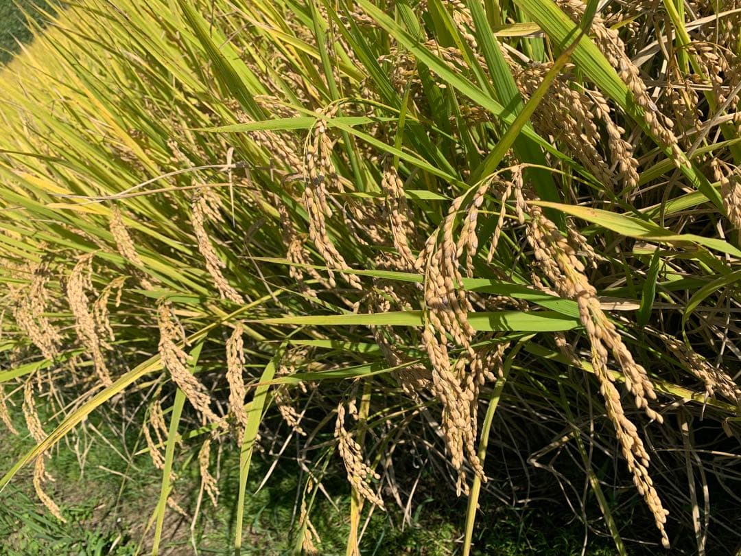 令和7年度産　新米ヒノヒカリ　玄米10kg(送料込)減農薬のお米