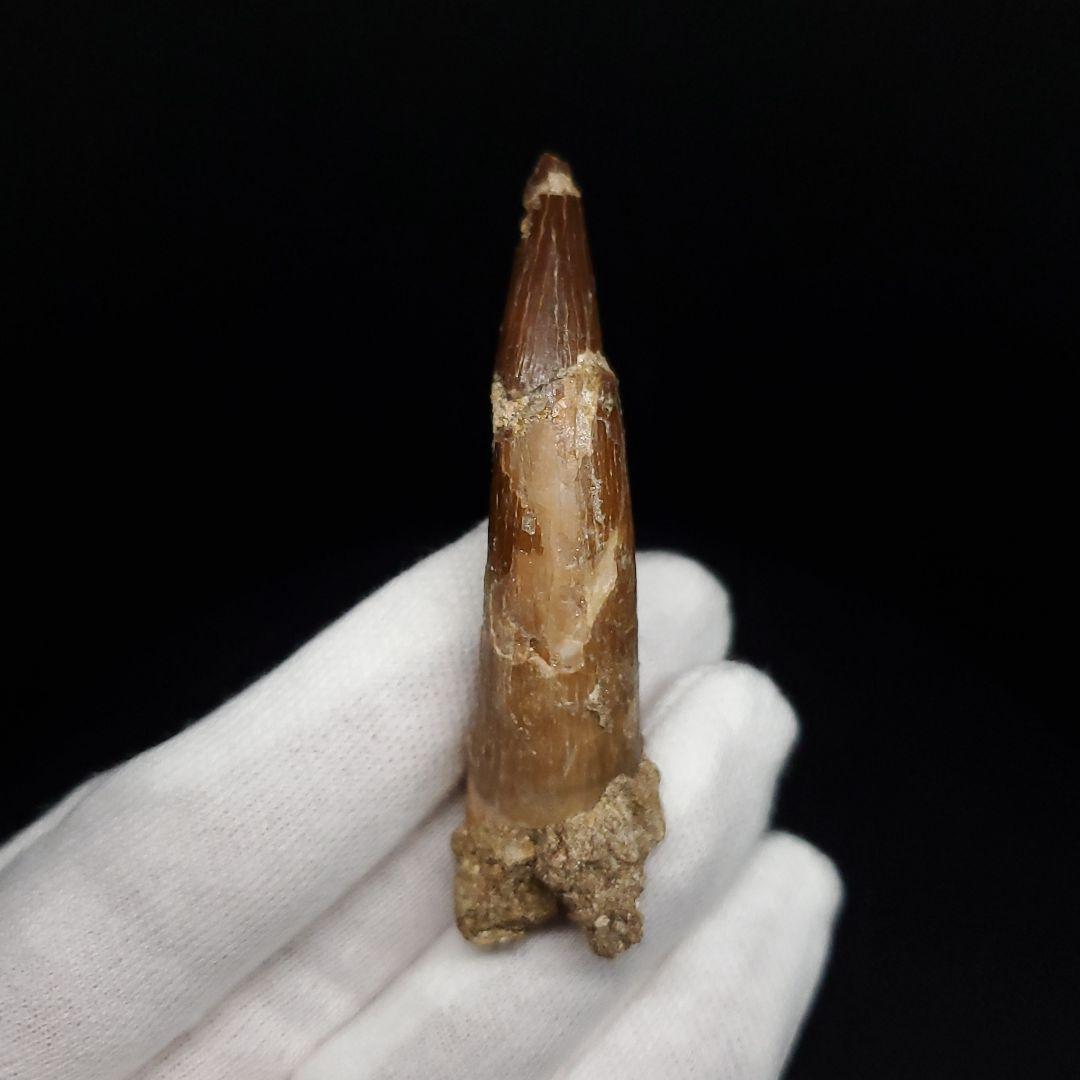 プレシオサウルス 化石 歯 モロッコ産 62.08mm ケース付き pr146