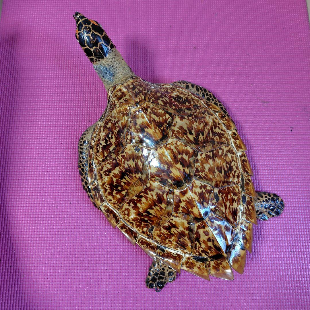 亀 　タイマイ 置物 インテリア オブジェ 縁起物 剥製