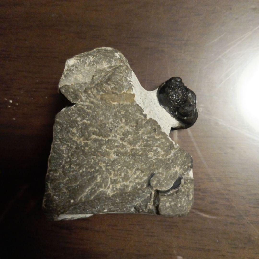 三葉虫モロッコ産⑨ファコプスPhacopsリードプスReedops？化石デボン紀