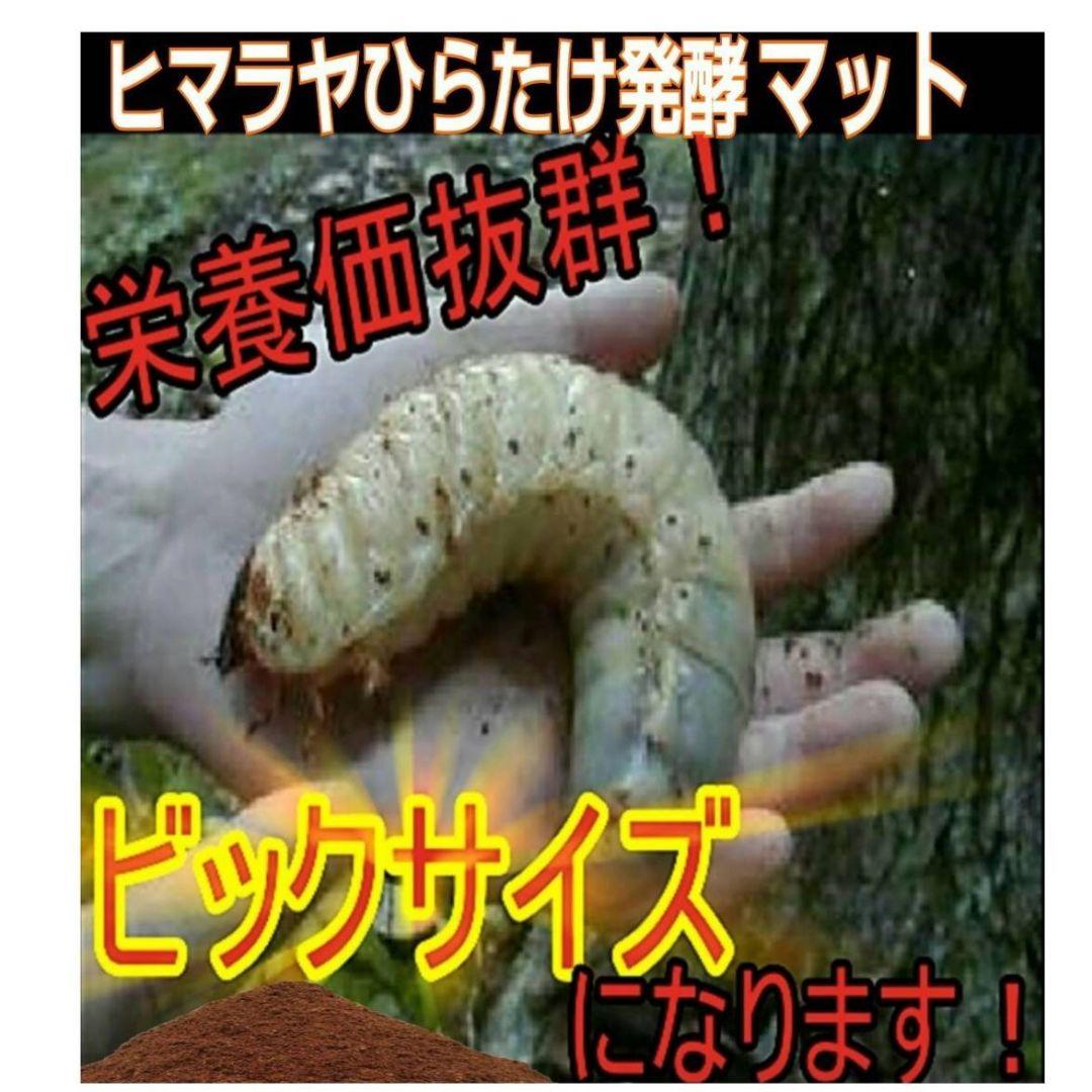 たっぷり200リットル☆大量飼育に！カブトムシ幼虫専用発酵マット☆産卵にも抜群！