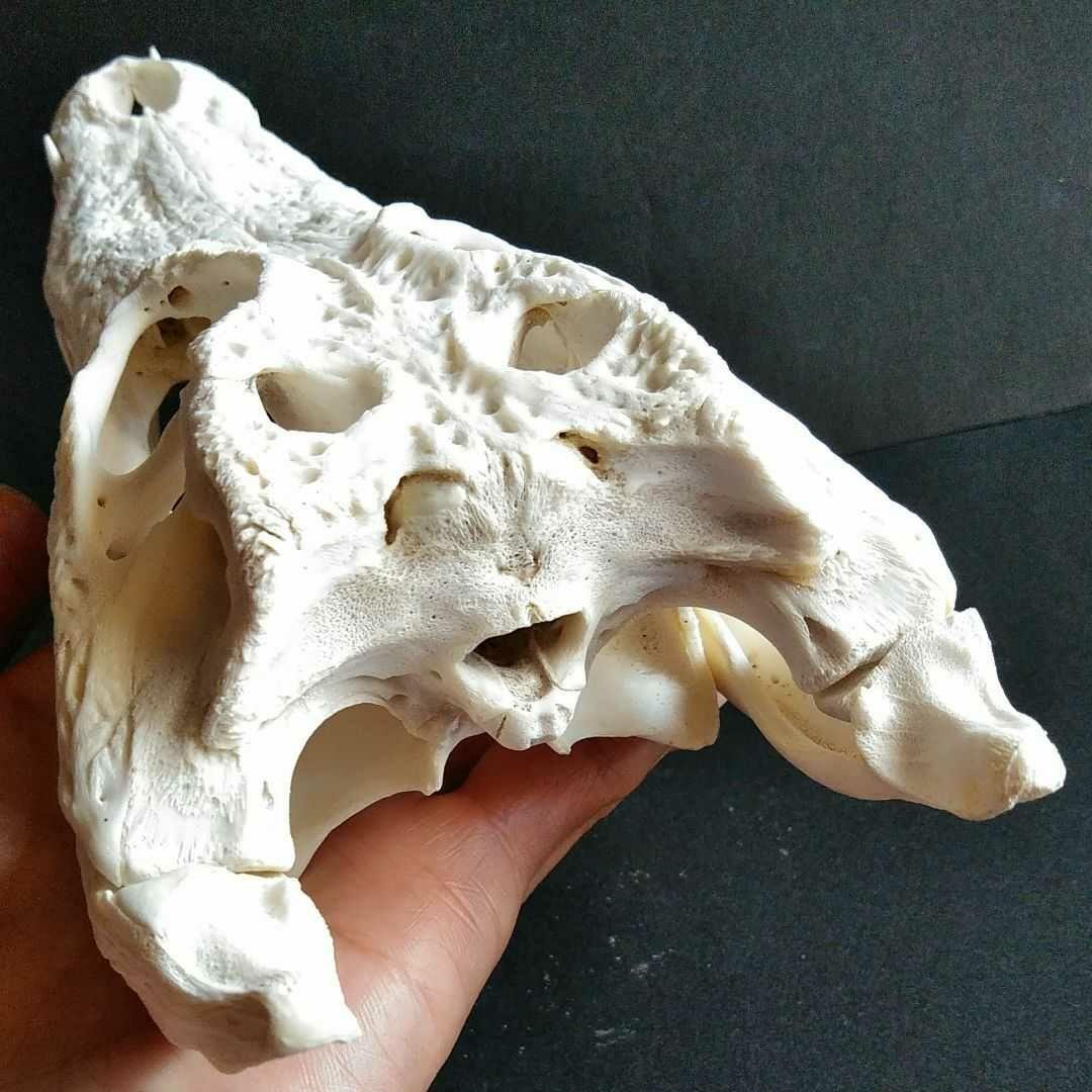 骨格　標本　ワニ　頭骨　クロコダイル　シャムワニ